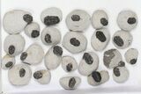 Lot: Bargain Gerastos Trilobite Fossils - Pieces #82531-2